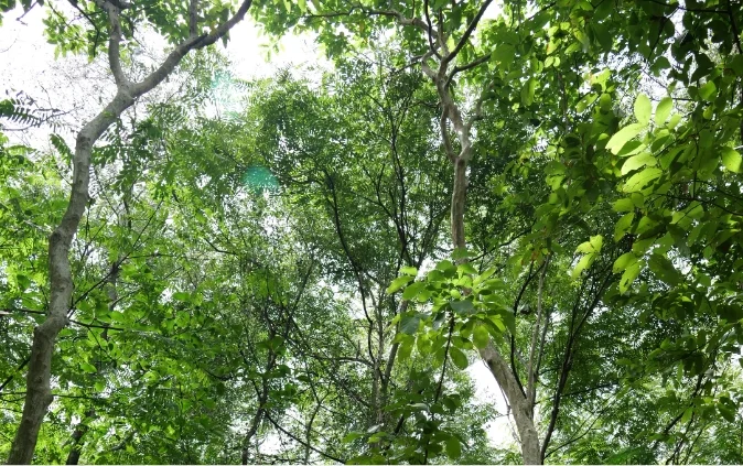 CARBON CREDITS : TRANSFORMING GREEN ASSETS INTO CARBON CREDITS